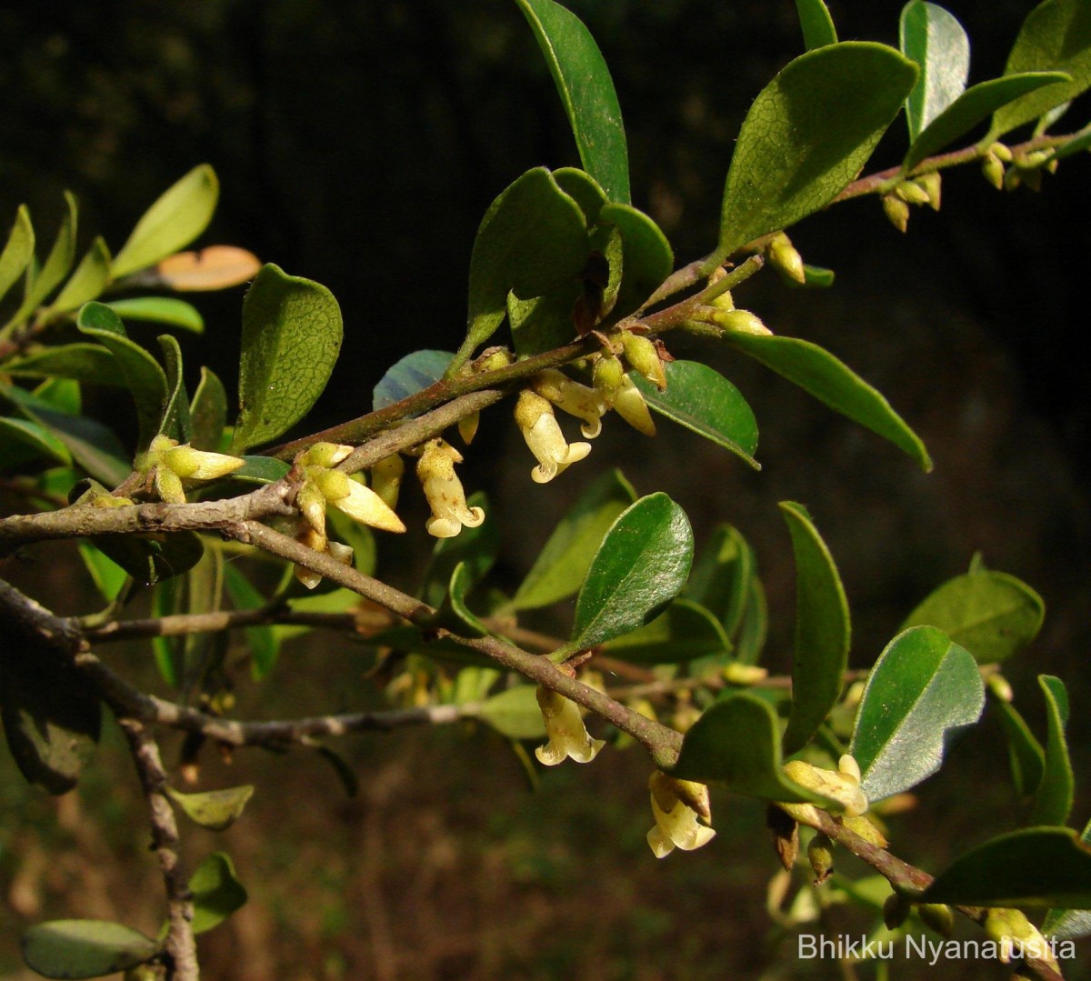 Diospyros ferrea (Willd.) Bakh.